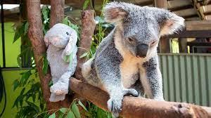 Koala & Wildlife Park